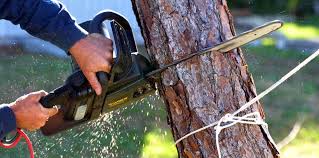 Professional Tree Removal Services in Tooele, UT