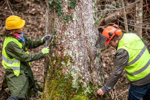 How Our Tree Care Process Works  in  Tooele, UT