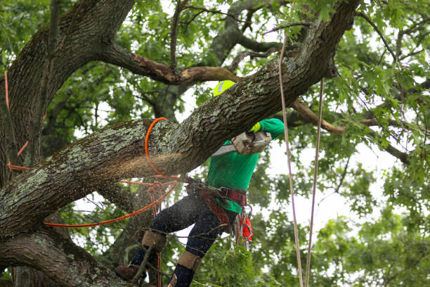 Best Leaf Removal  in Tooele, UT