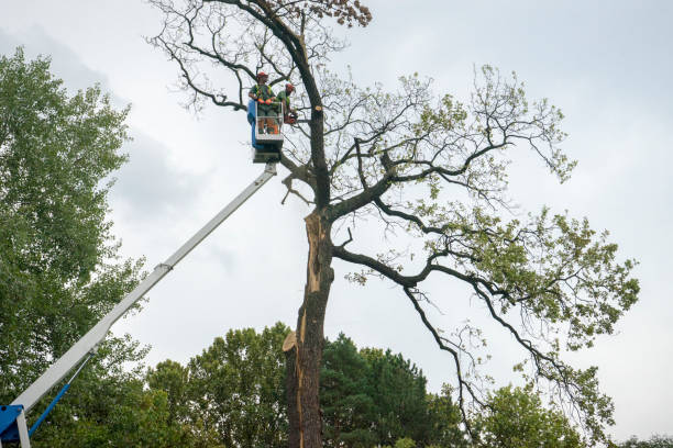 Best Tree Health Inspection  in Tooele, UT