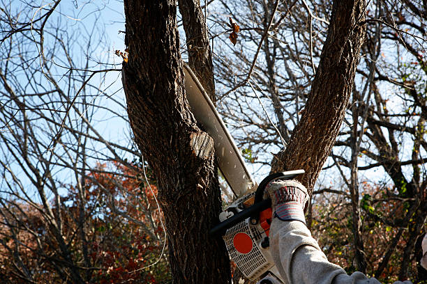 Seasonal Cleanup (Spring/Fall) in Tooele, UT