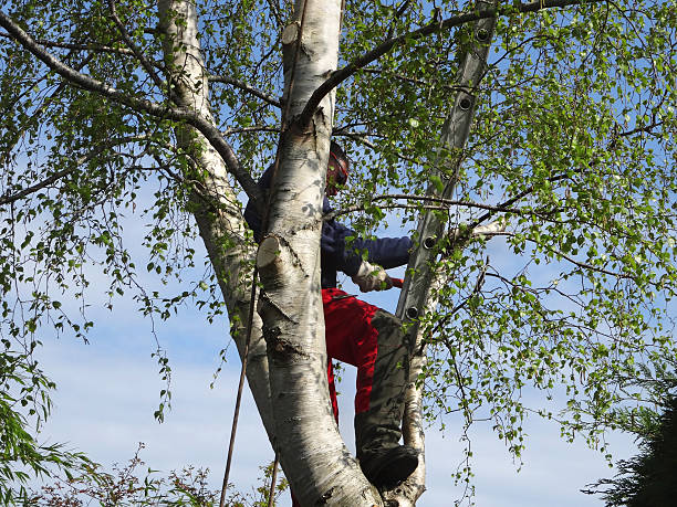 Lawn Pest Prevention in Tooele, UT