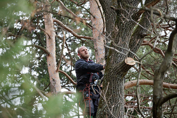 Best Tree Maintenance Programs  in Tooele, UT